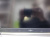 noutbuk_fujitsu_celsius_h730_i7_4810mq_8gb_240ssd